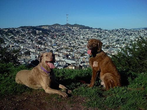 Chesapeake Retriever