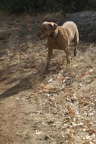 Chesapeake Retriever