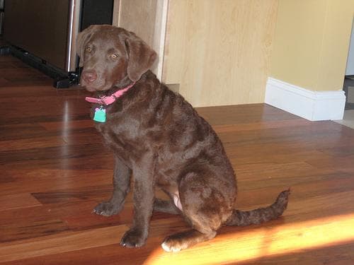 Chesapeake Retriever