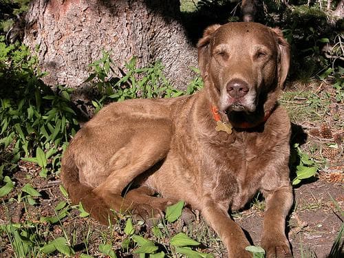 Chesapeake Retriever