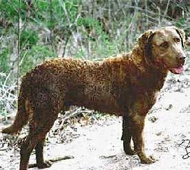 Chesapeake Retriever