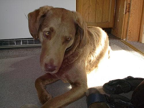 retriever