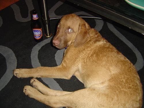 Chesapeake Retriever