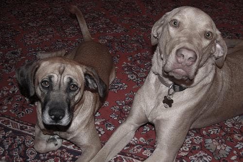 Chesapeake Retriever