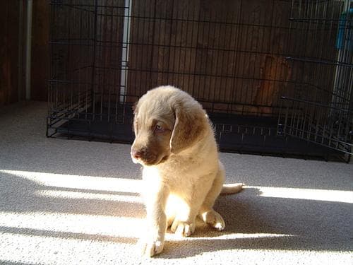 Chesapeake Retriever