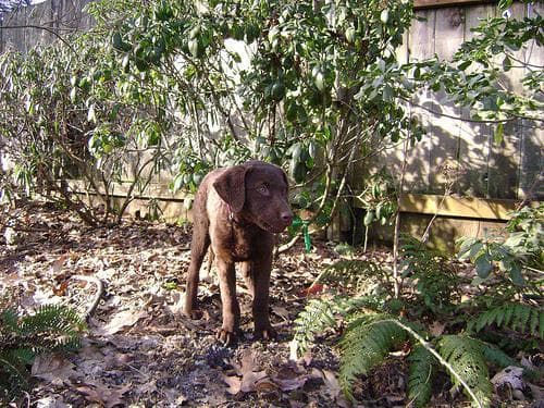 Chesapeake Retriever
