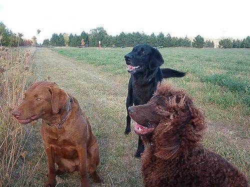 Chesapeake Retriever