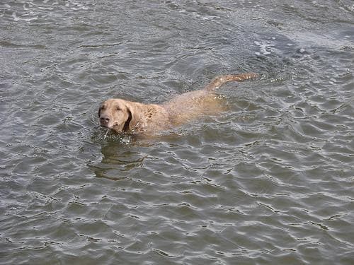 Chesapeake Retriever