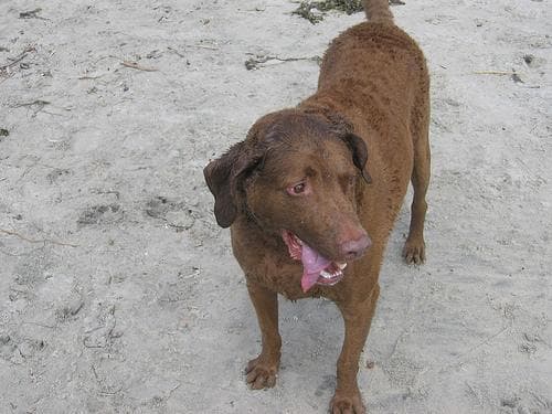 Chesapeake Retriever