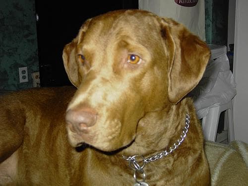Chesapeake Retriever