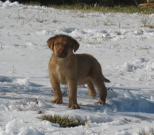 Chesapeake Retriever