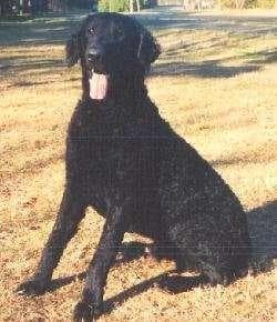 Curly Retriever