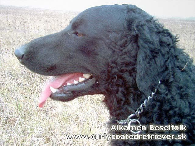 Curly Retriever