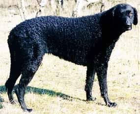 Curly Retriever