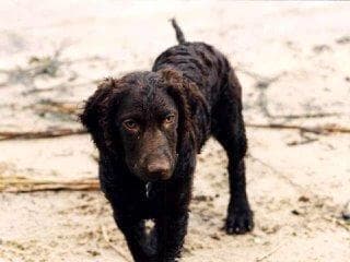 retriever