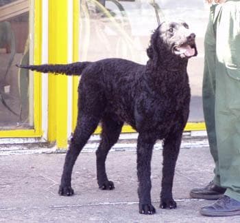 Curly Retriever