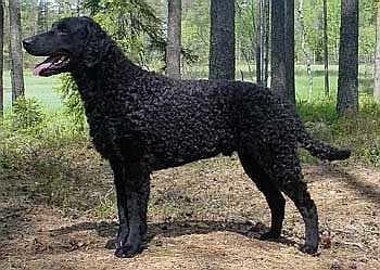 Curly Retriever