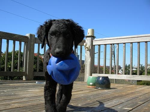 Curly Retriever