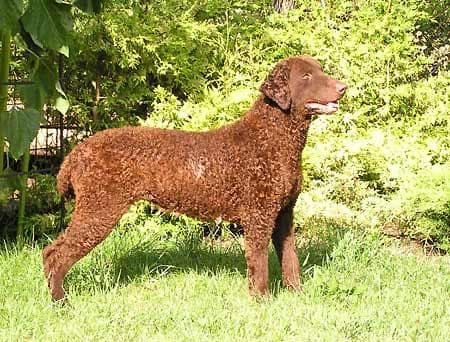 Curly Retriever