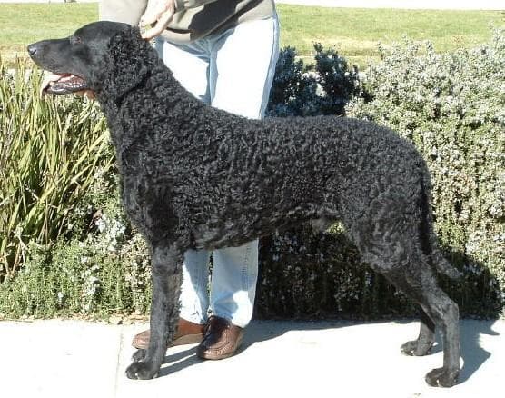 retriever
