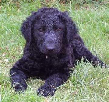 retriever