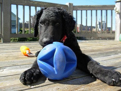 Curly Retriever