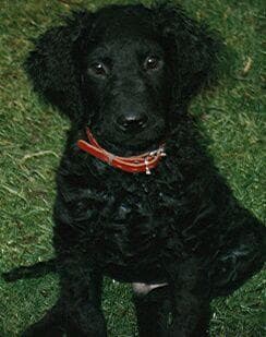 Curly Retriever