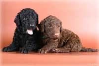 Curly Retriever