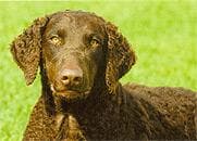 Curly Retriever