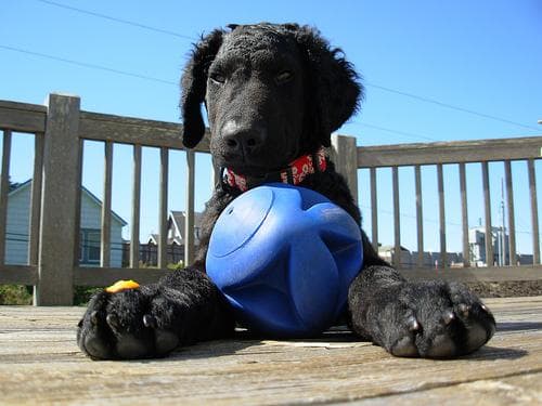 Curly Retriever