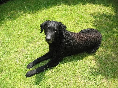 Curly Retriever