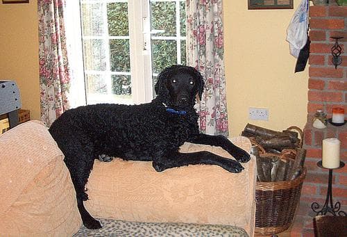 Curly Retriever