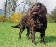 Curly Retriever