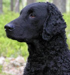 Curly Retriever