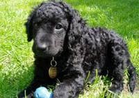 Curly Retriever