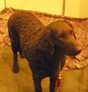 Curly Retriever