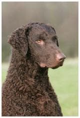 Curly Retriever