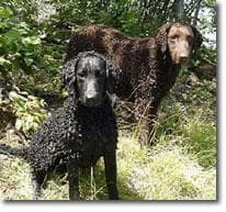 Curly Retriever