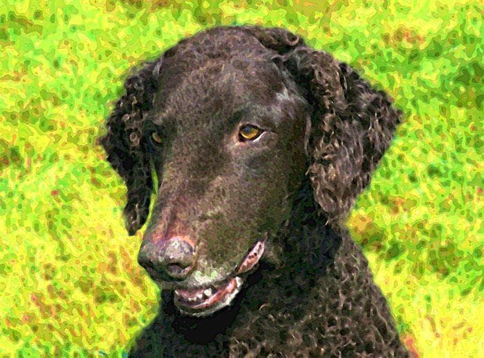 Curly Retriever
