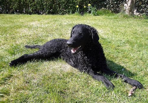 Curly Retriever