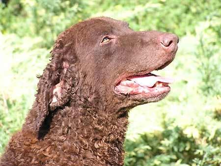 Curly Retriever