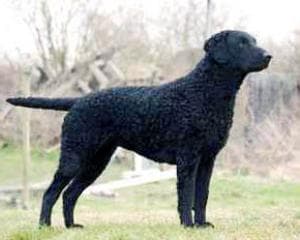 Curly Retriever