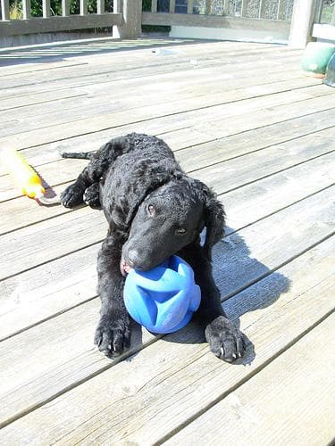 Curly Retriever