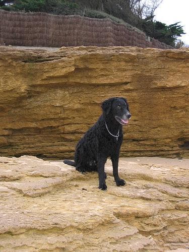 retriever