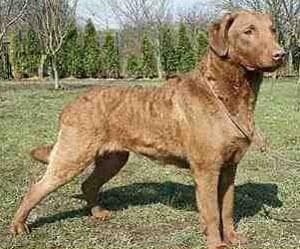 Curly Retriever