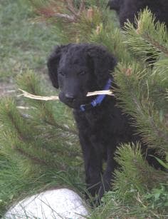 Curly Retriever