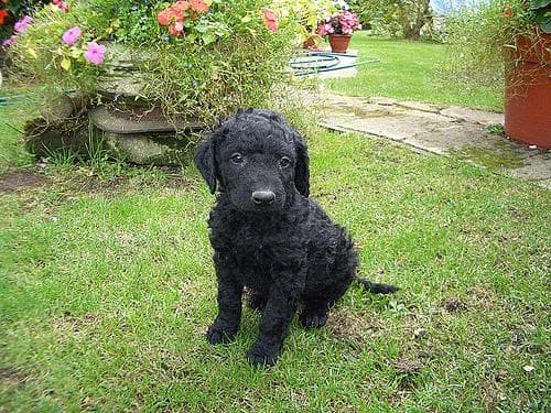 Curly Retriever