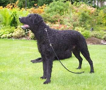 Curly Retriever