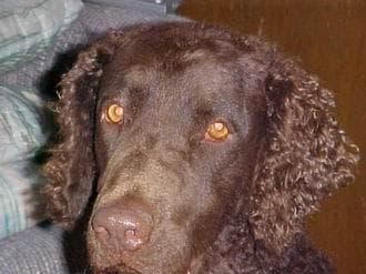 Curly Retriever