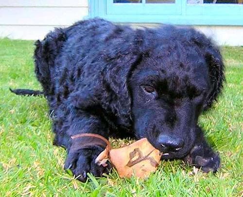 Curly Retriever